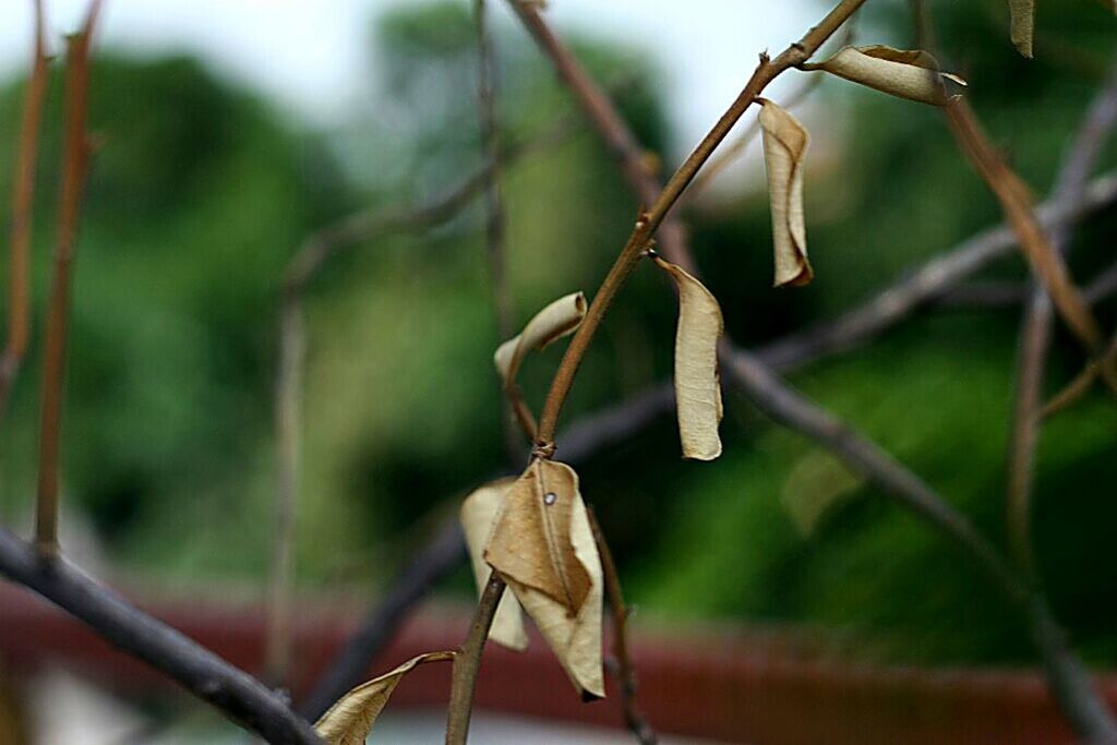 focus on foreground, close-up, hanging, branch, selective focus, twig, nature, day, perching, animal themes, outdoors, fence, wildlife, animals in the wild, stem, no people, plant, fragility, flower, beauty in nature