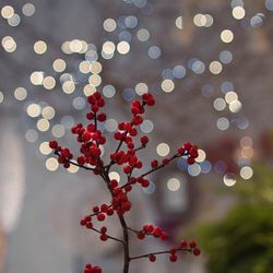 Close-up of berries on tree