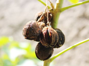 Close-up of fresh fruits