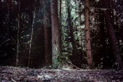 Trees in forest