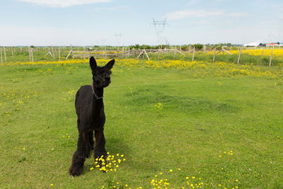 Cute freshly shorn black alpaca standing munching grass in fenced enclosure