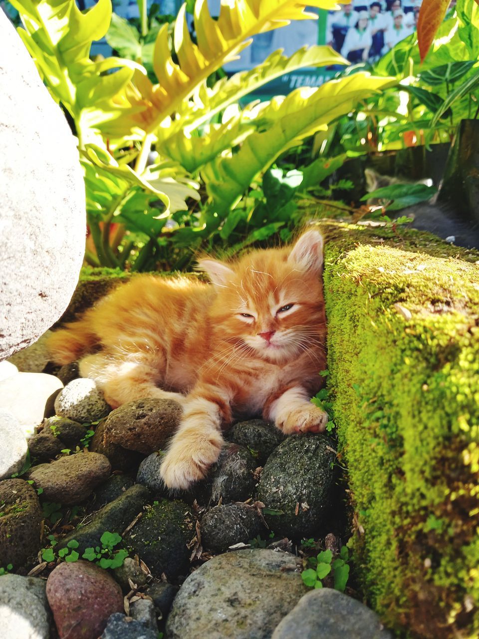 animal, animal themes, mammal, pet, domestic cat, cat, domestic animals, feline, one animal, relaxation, rock, no people, nature, looking at camera, day, garden, portrait, plant, whiskers, flower, felidae, kitten, small to medium-sized cats, carnivore