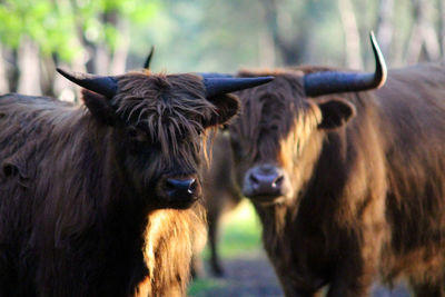 View of two cows on field