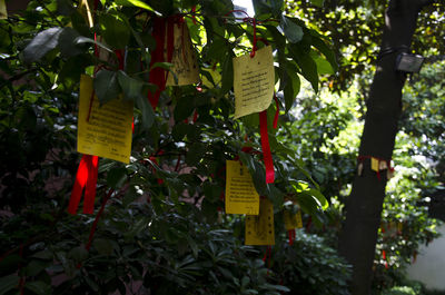 Close-up of text hanging on tree