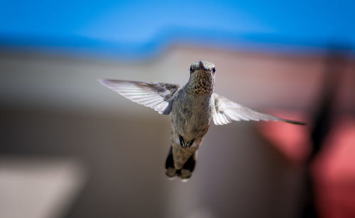 Close-up of bird flying