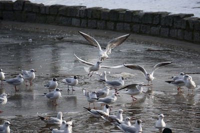 Seagulls flying over lake