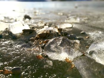 Close-up of sea shore at beach