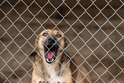 Close-up portrait of a dog