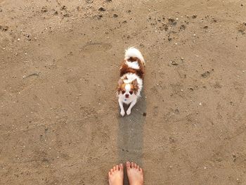 Low section of person with dog standing on sand