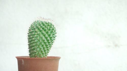 Close-up of cactus plant