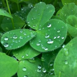 Close-up of water drops on plants