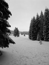 Trees on snow covered field against sky