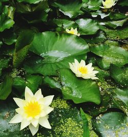 Close-up of water lily blooming outdoors