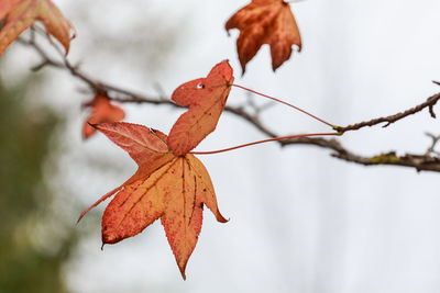 Close-up of orange maple leaves on tree