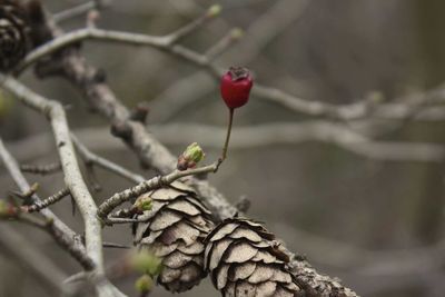 Close-up of pine cones on tree