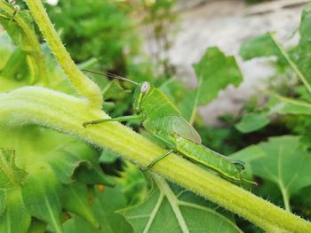Close-up of insect on leaves