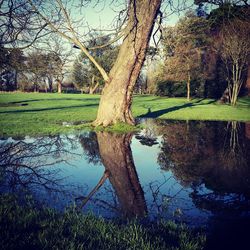 Reflection of trees in water