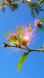 Low angle view of plant against clear blue sky
