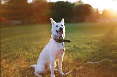 Portrait of dog on field