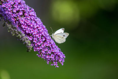 Close-up of butterfly pollinating on purple flower