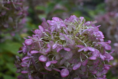 Close-up of fresh purple hydrangea flowers blooming outdoors