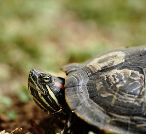 Close-up of tortoise