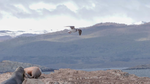 Seagull flying in a sea