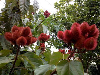 Close-up of red flower growing on tree