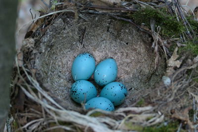 Songbird nest with turquoise eggs. bird eggs in a nest in their natural habitat.