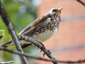 Close-up of bird perching on tree