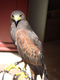 Close-up of bird perching on branch