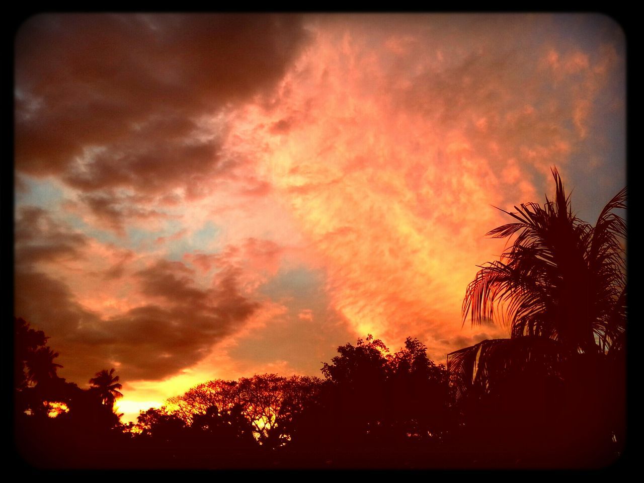 sunset, silhouette, tree, transfer print, sky, beauty in nature, scenics, auto post production filter, low angle view, cloud - sky, orange color, tranquility, tranquil scene, nature, dramatic sky, idyllic, cloud, cloudy, growth, outdoors