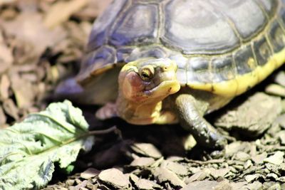 Close-up of a turtle