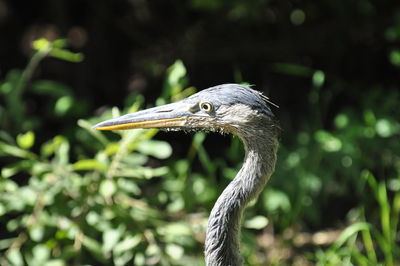 Close-up of gray heron