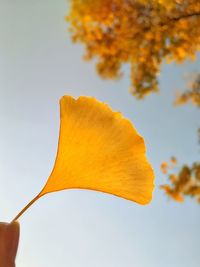 Close-up of yellow flower against blurred background