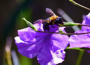 Close-up of butterfly on flower