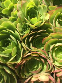 Full frame shot of succulent plant