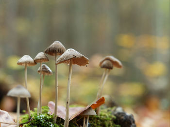 Close-up of mushroom growing on field