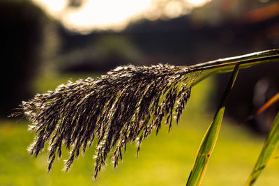 Close-up of wilted plant on field