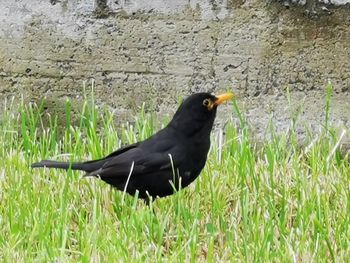 Bird perching on a field