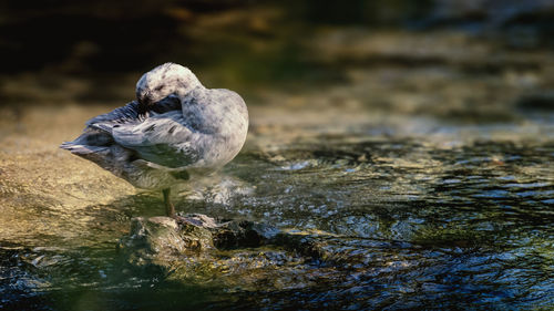 Close-up of bird preening on water