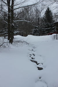 Bare trees on snow covered field