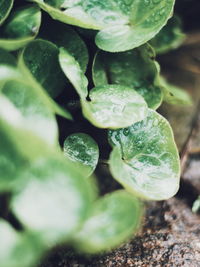 Close-up of raindrops on plant