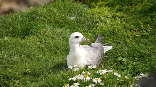 View to fulmar sitting on grass area with flowers beside cliff