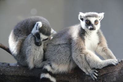 Close-up of lemurs relaxing on tree truck