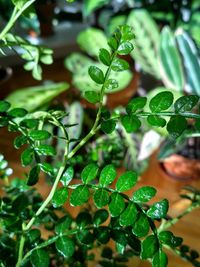 Close-up of berries growing on plant