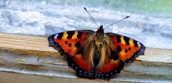 Close-up of butterfly