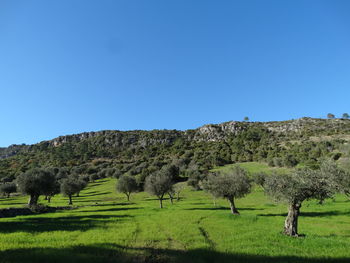 Scenic view of agricultural field against clear blue sky