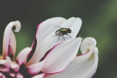 Close-up of insect pollinating on flower