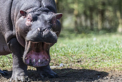 Close-up of animal head on field